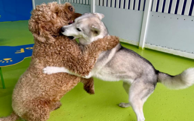 Visit Woof Wonderland